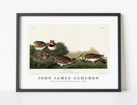 
              John James Audubon - Shore Lark from Birds of America (1827)
            