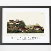 John James Audubon - Shore Lark from Birds of America (1827)