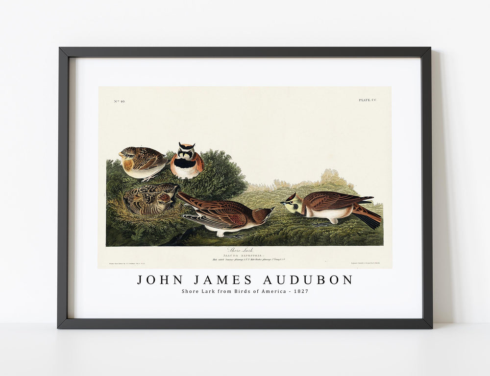 John James Audubon - Shore Lark from Birds of America (1827)