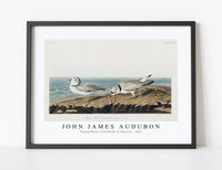 
              John James Audubon - Piping Plover from Birds of America (1827)
            