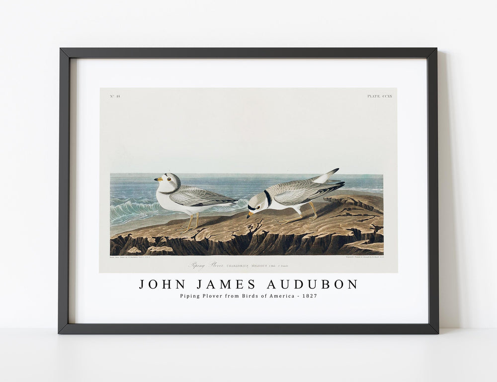 John James Audubon - Piping Plover from Birds of America (1827)