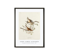 
              John James Audubon - Song Sparrow from Birds of America (1827)
            