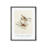 John James Audubon - Song Sparrow from Birds of America (1827)