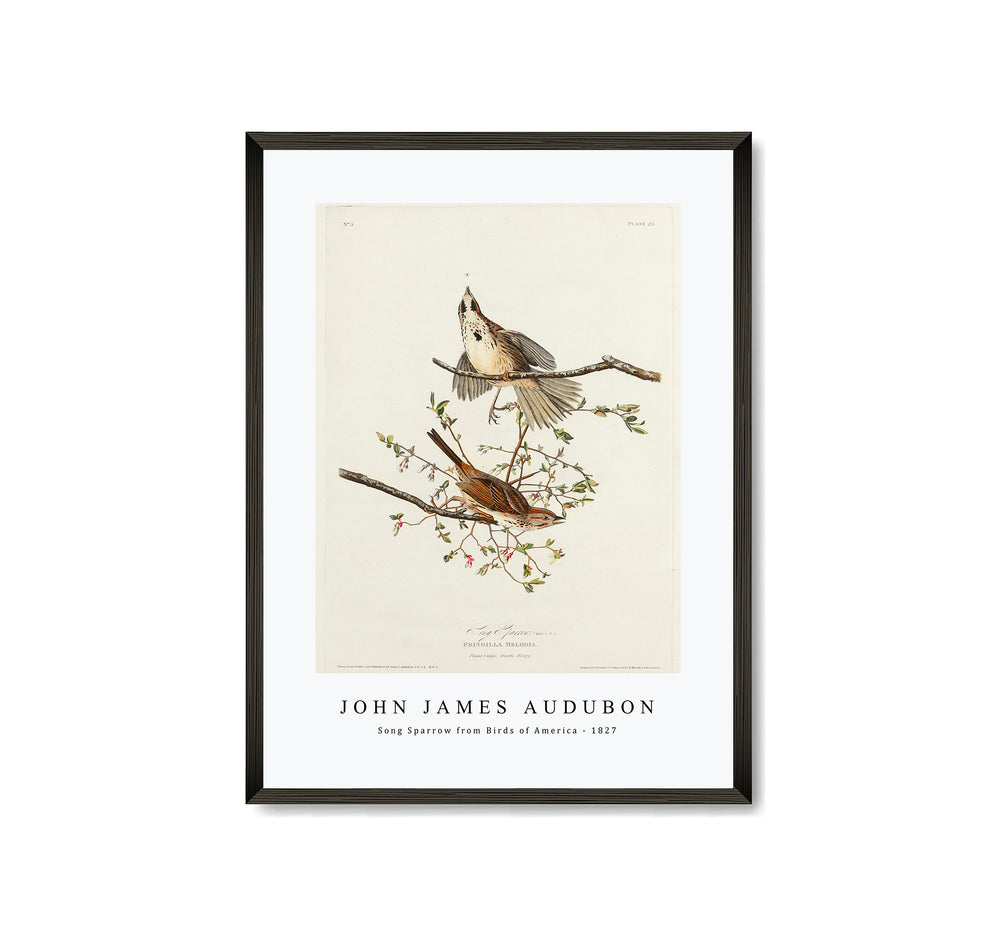 John James Audubon - Song Sparrow from Birds of America (1827)