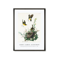 John James Audubon - Yellow-breasted Chat from Birds of America (1827)