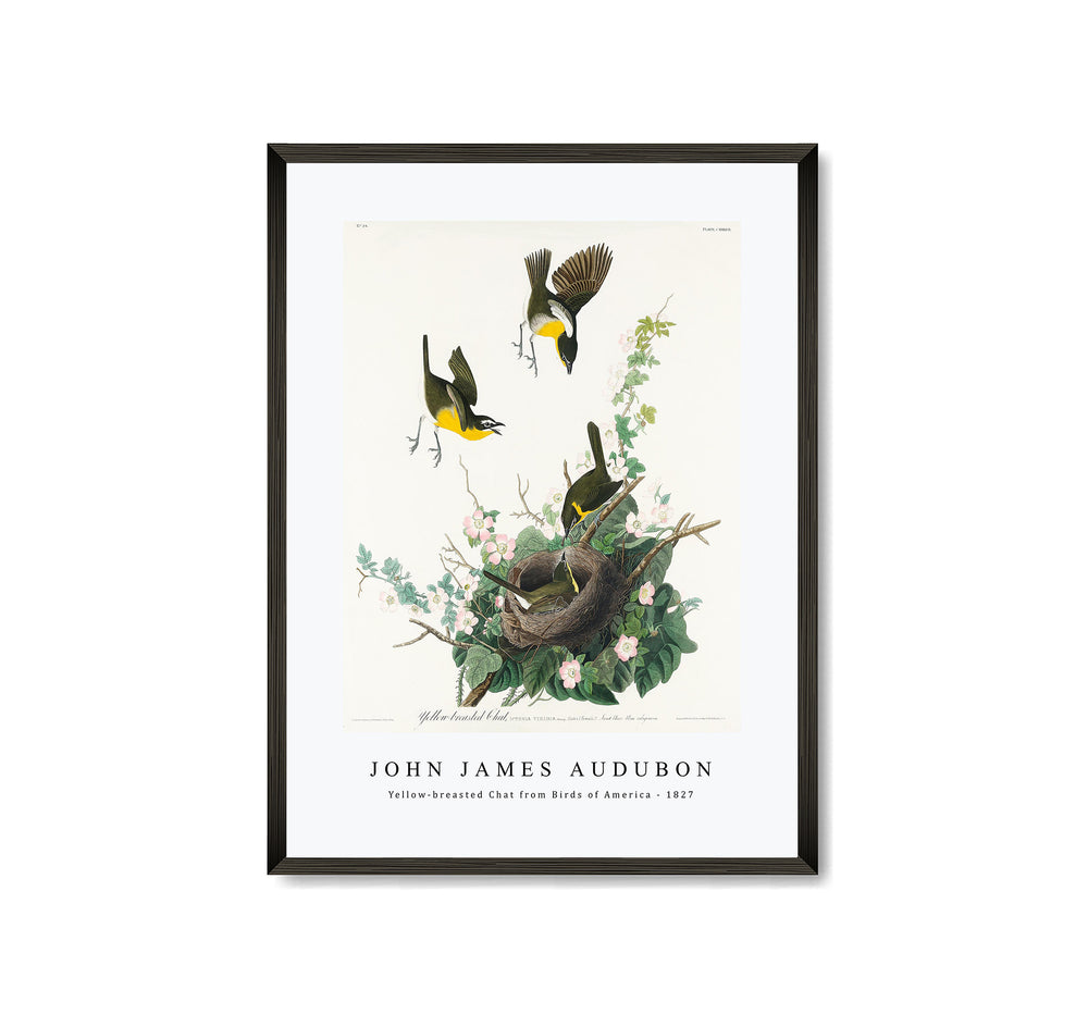 John James Audubon - Yellow-breasted Chat from Birds of America (1827)