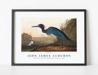 
              John James Audubon - Blue Crane or Heron from Birds of America (1827)
            