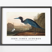 John James Audubon - Blue Crane or Heron from Birds of America (1827)