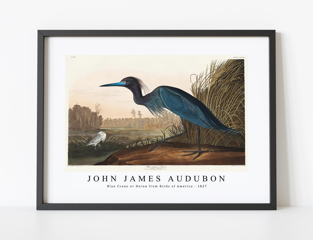 John James Audubon - Blue Crane or Heron from Birds of America (1827)