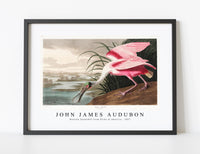 
              John James Audubon - Roseate Spoonbill from Birds of America (1827)
            