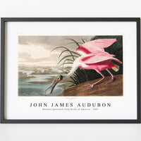 John James Audubon - Roseate Spoonbill from Birds of America (1827)