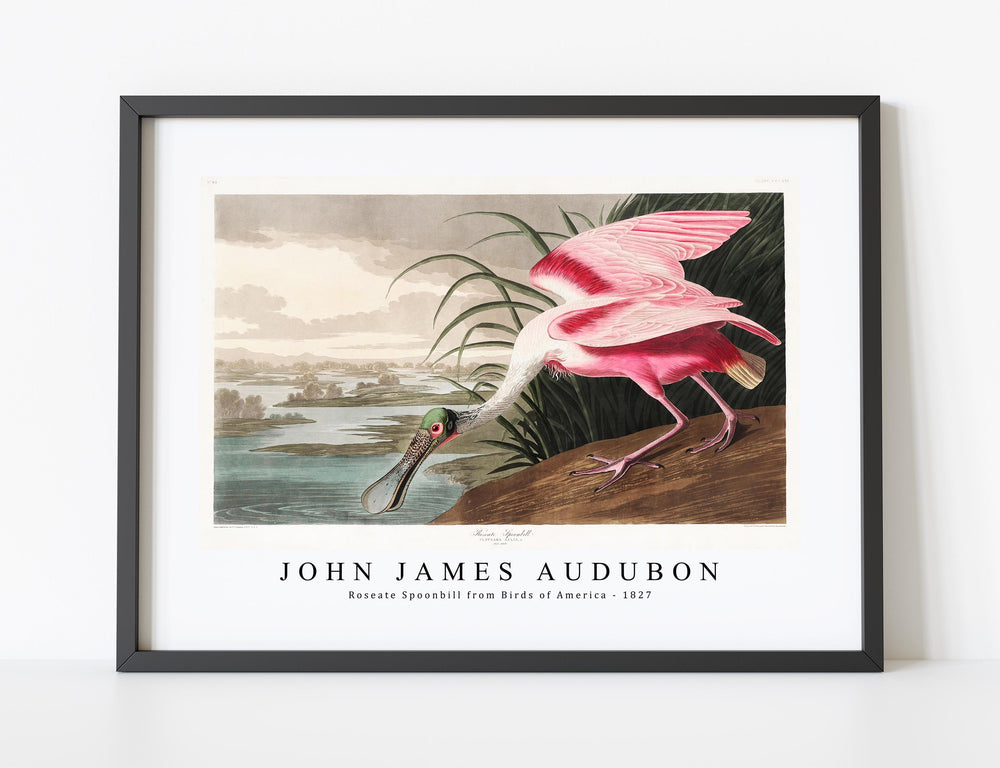 John James Audubon - Roseate Spoonbill from Birds of America (1827)