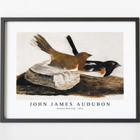 John James Audubon - Towhee Bunting (1812)