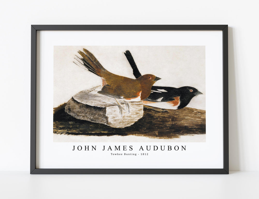 John James Audubon - Towhee Bunting (1812)