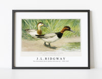 
              J L Ridgway - The Canvasback Duck (Aythya Vallisneria) 1859-1947
            