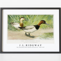 J L Ridgway - The Canvasback Duck (Aythya Vallisneria) 1859-1947