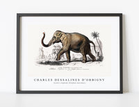 
              Charles Dessalines D'Orbigny - Asiatic elephant (Elephas maximus)
            