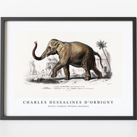 Charles Dessalines D'Orbigny - Asiatic elephant (Elephas maximus)