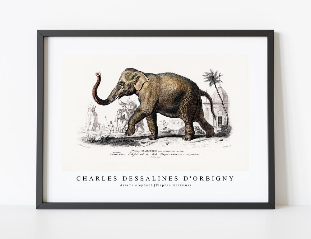 Charles Dessalines D'Orbigny - Asiatic elephant (Elephas maximus)