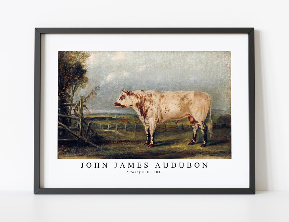 John James Audubon - A Young Bull (ca. 1849)