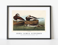 
              John James Audubon - Long-tailed Duck from Birds of America (1827)
            