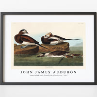 John James Audubon - Long-tailed Duck from Birds of America (1827)