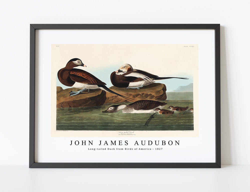 John James Audubon - Long-tailed Duck from Birds of America (1827)