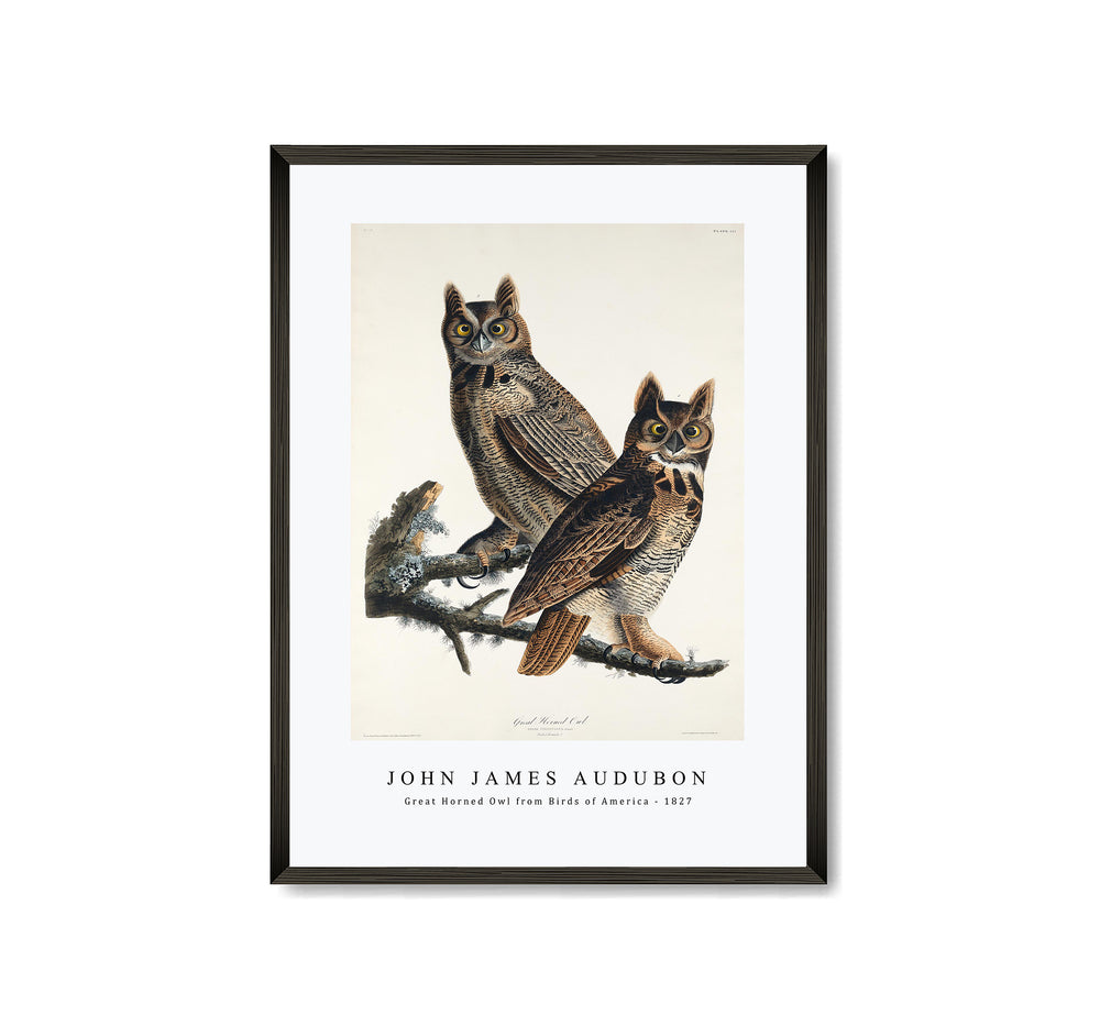 John James Audubon - Great Horned Owl from Birds of America (1827)