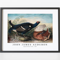 John James Audubon - English Black Cocks (1828)