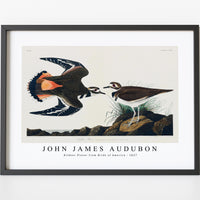 John James Audubon - Kildeer Plover from Birds of America (1827)