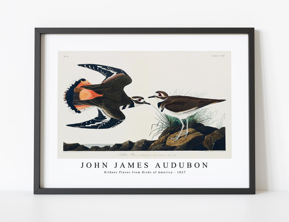 John James Audubon - Kildeer Plover from Birds of America (1827)