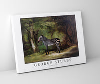 
              George Stubbs - Zebra 1763
            