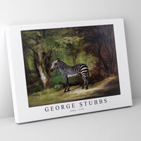 George Stubbs - Zebra 1763