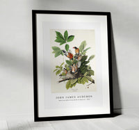 
              John James Audubon - American Robin from Birds of America (1827)
            
