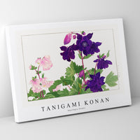 Tanigami konan - Aquilegia flower