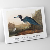 John James Audubon - Blue Crane or Heron from Birds of America (1827)