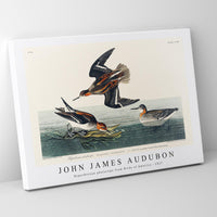 John James Audubon - Hyperborean phalarope from Birds of America (1827)