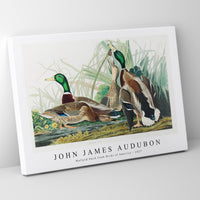 John James Audubon - Mallard Duck from Birds of America (1827)