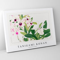 Tanigami Konan - Dendobium flower