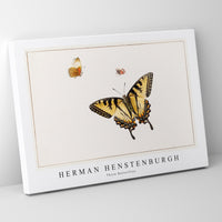 Herman Henstenburgh - Three Butterflies