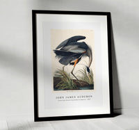 
              John James Audubon - Great blue Heron from Birds of America (1827)
            