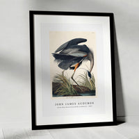 John James Audubon - Great blue Heron from Birds of America (1827)