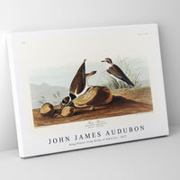 John James Audubon - Ring Plover from Birds of America (1827)