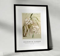 
              Frederick Sander - Cymbidium mastersi from Reichenbachia Orchids-1847-1920
            