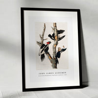 John James Audubon - Ivory-billed Woodpecker from Birds of America (1827)