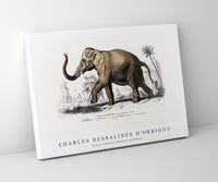 
              Charles Dessalines D'Orbigny - Asiatic elephant (Elephas maximus)
            