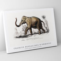 Charles Dessalines D'Orbigny - Asiatic elephant (Elephas maximus)