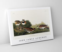 
              John James Audubon - Shore Lark from Birds of America (1827)
            