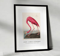 
              John James Audubon - Pink Flamingo from Birds of America (1827)
            