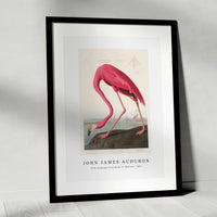 John James Audubon - Pink Flamingo from Birds of America (1827)